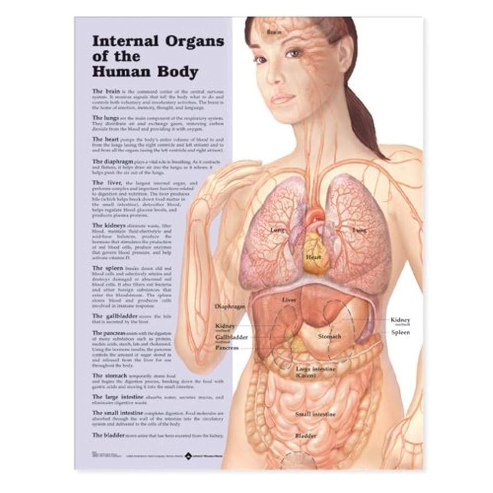 健康/医学 Structure&amp;Function of the body EDITION16 Structure & Function of the Body - E-Book by Kevin T. Patton